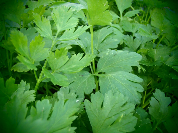 Bild zu Italienische Petersilie