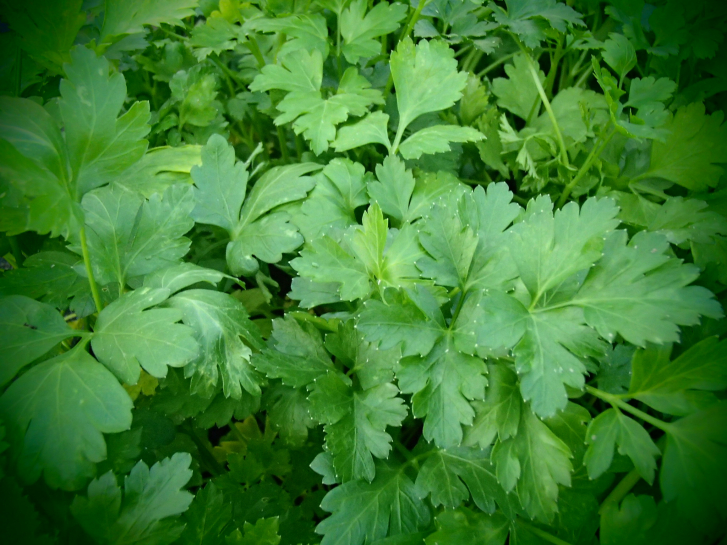 Preview: 21242 / Petroselinum crispum var. neapolitanum