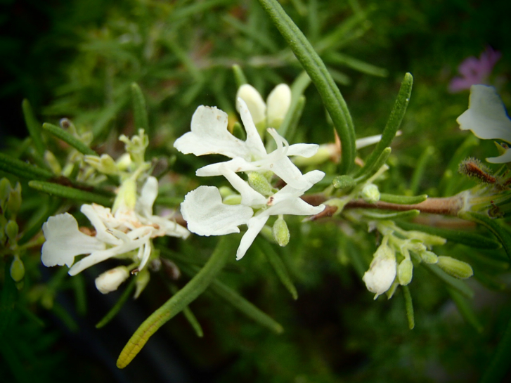 22107 / Rosmarinus officinalis 'Blanc des Calanques'