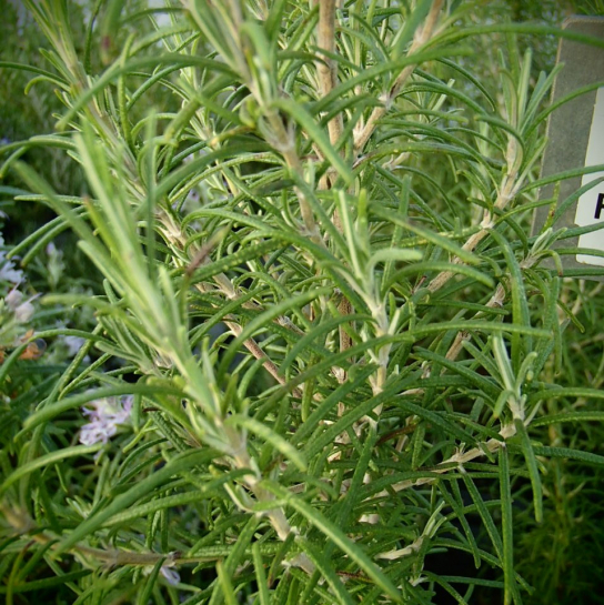 22193 / Rosmarinus angustifolia
