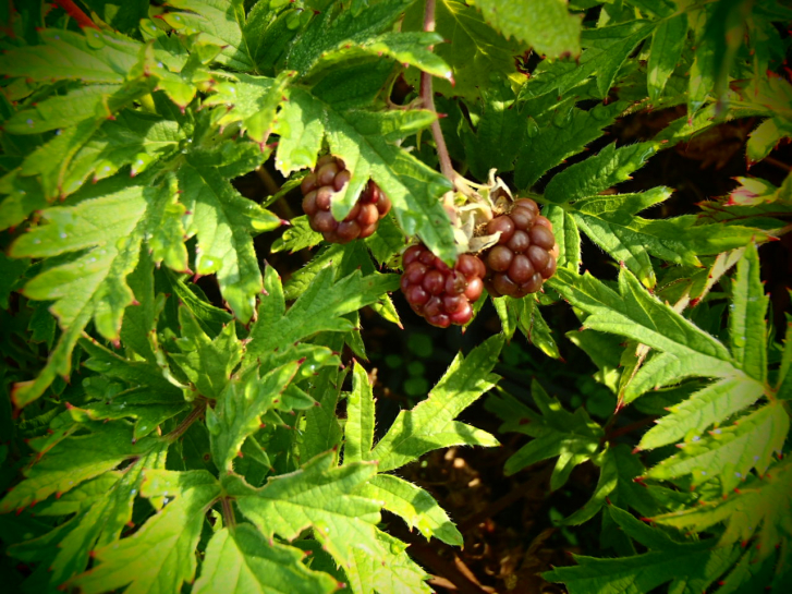 22224 / Rubus fruticosus 'Oregon Thornless'