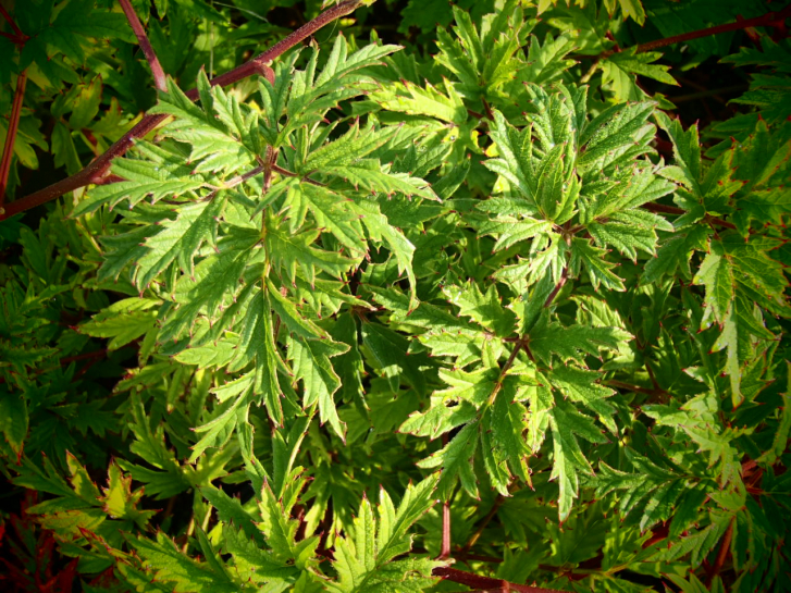 22224 / Rubus fruticosus 'Oregon Thornless'