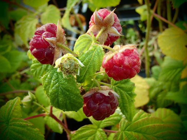 22241 / Rubus idaeus Blissy (R)