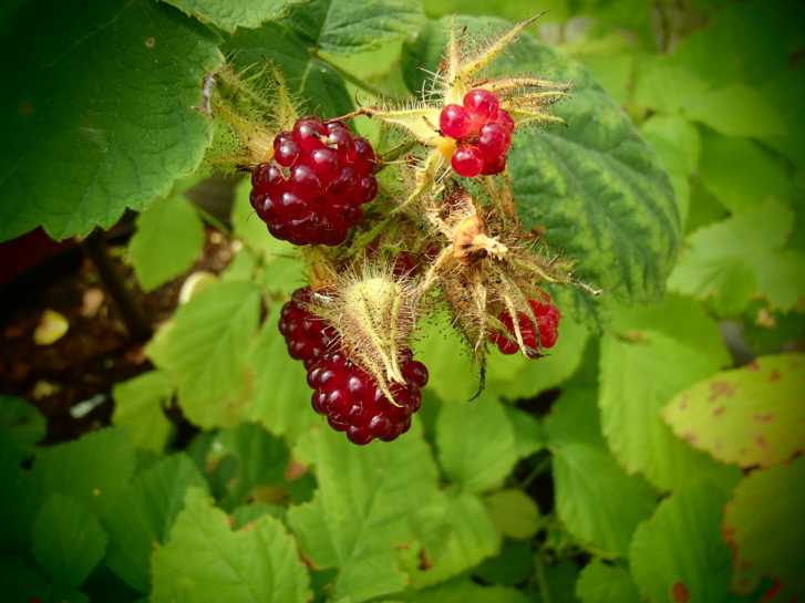 22259 / Rubus phönicolasius
