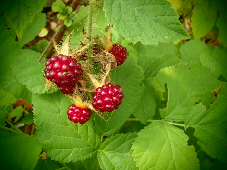 22259 / Rubus phönicolasius