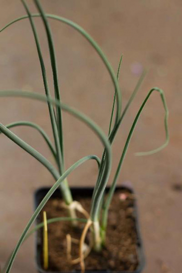 7780 / Allium sphaerocephalon