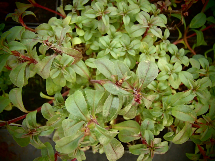 23641-1 / Satureja montana ssp.montana