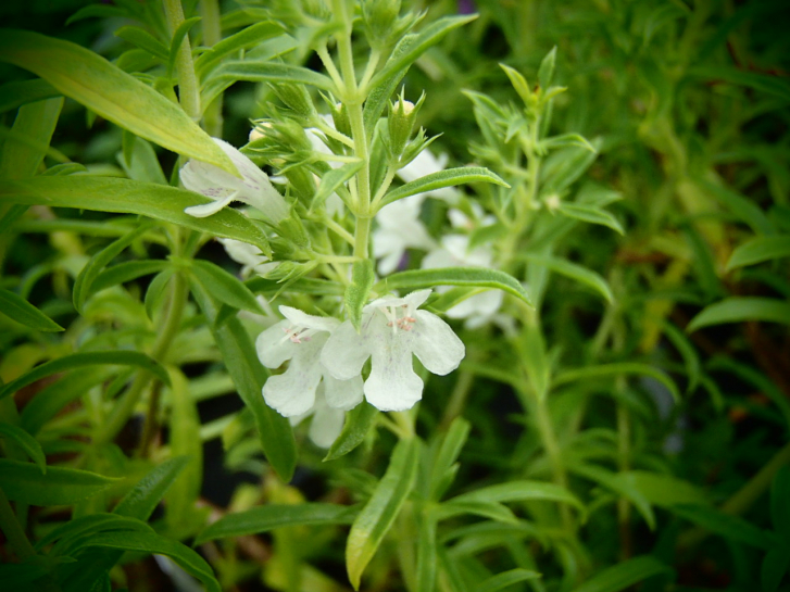 23643 / Satureja montana ssp. montana var. citrata