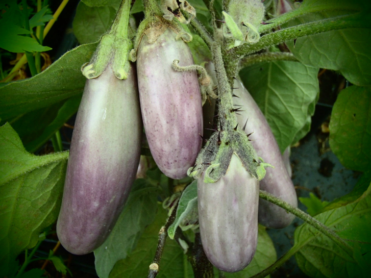 23981 / Solanum melongena 'Slim Jim'