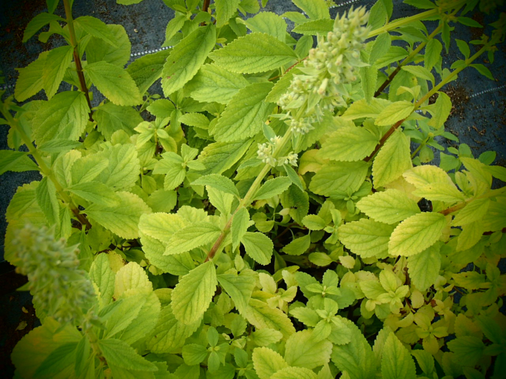 24331 / Syncolostemon rotundifolius
