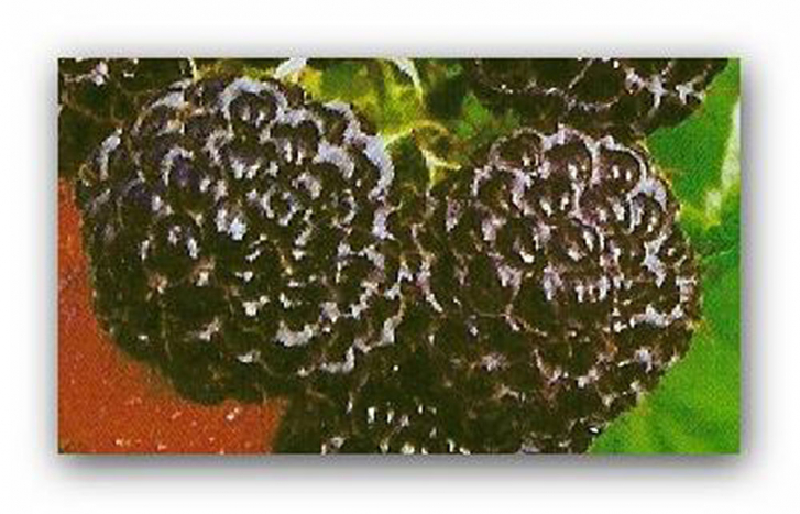 22242 / Rubus idaeus Black Jewel
