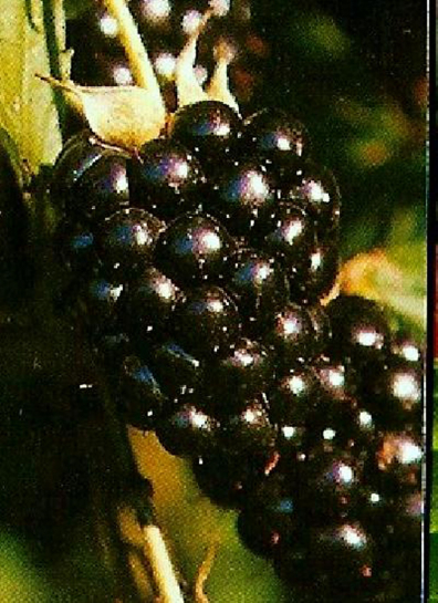22223 / Rubus fruticosus 'Lubera(R)Navaho(R)Apharo(S)'