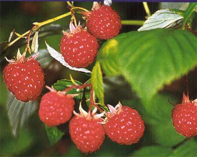 22252 / Rubus idaeus Willamette