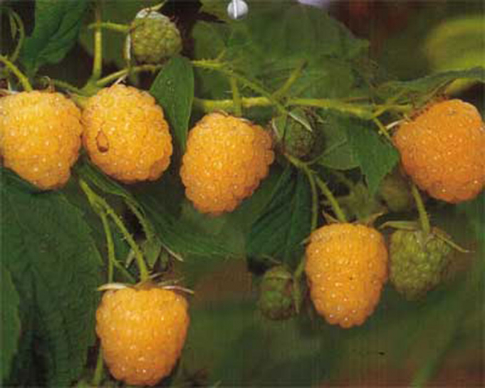 22245 / Rubus idaeus Golden Everest