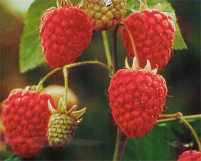 22244 / Rubus idaeus Glen Ample (S)