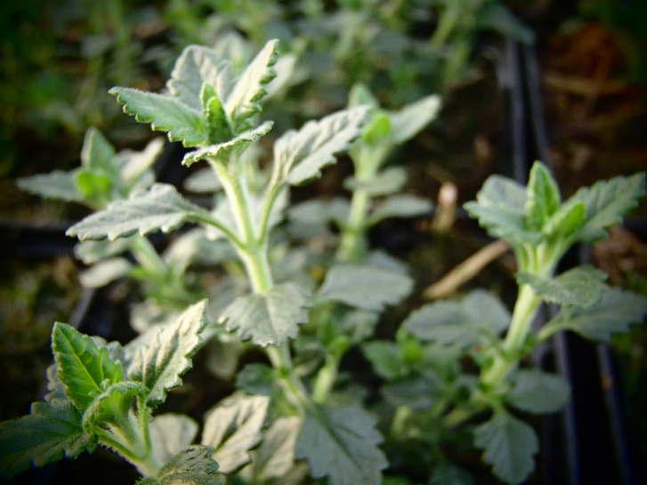 25174 / Teucrium x lucidrys