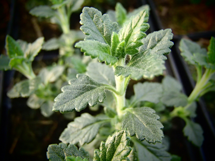 Bild zu Meer-Gamander / Katzen-Gamander