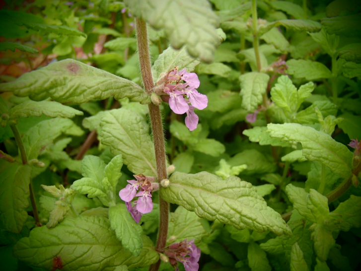 25178 / Teucrium scordium