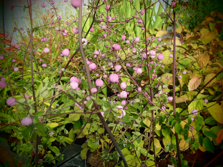 Bild zu Garten-Amstelraute