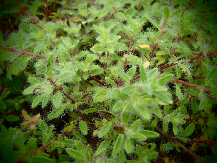 25305-1 / Thymus praecox 'Mountain Select'