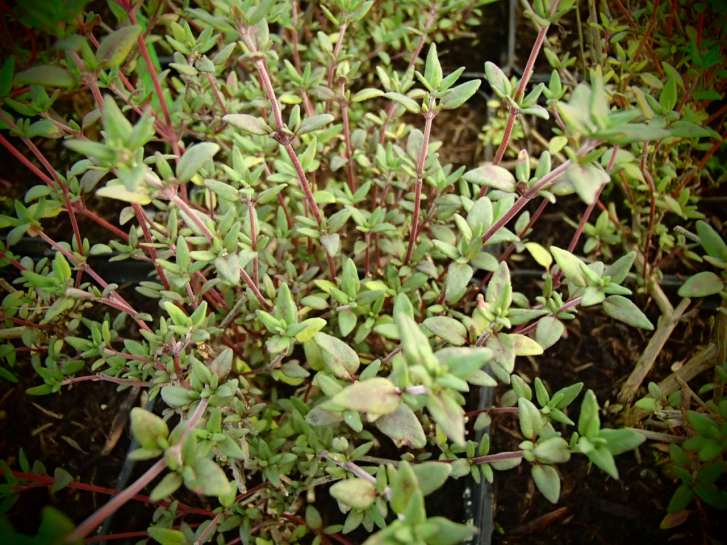 25326-3 / Thymus vulgaris 'Varico 2'