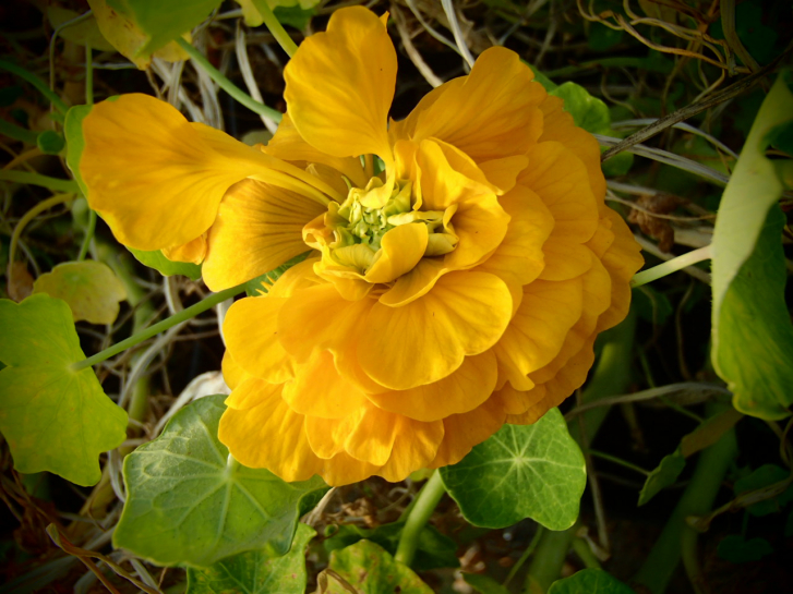 25574 / Tropaeolum pentaphyllum 'Darjeeling Gold'