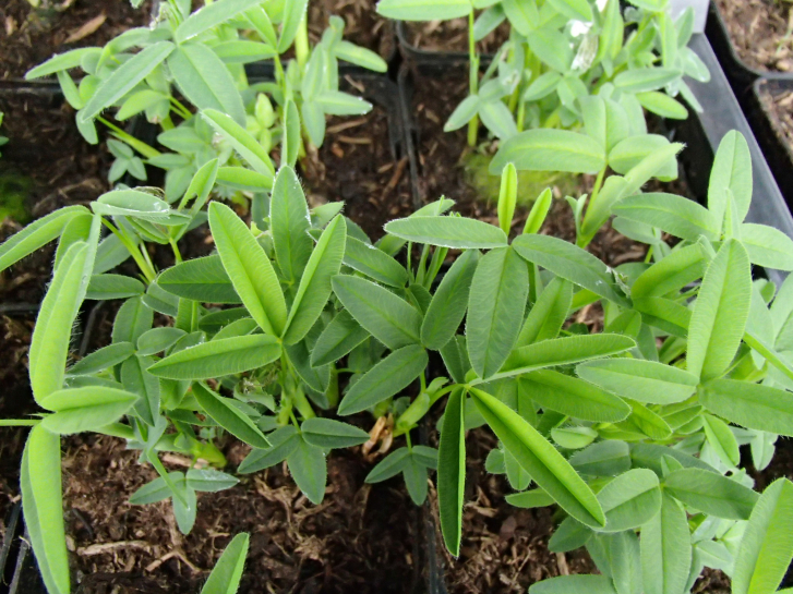 Preview: 25900 / Trifolium rubens