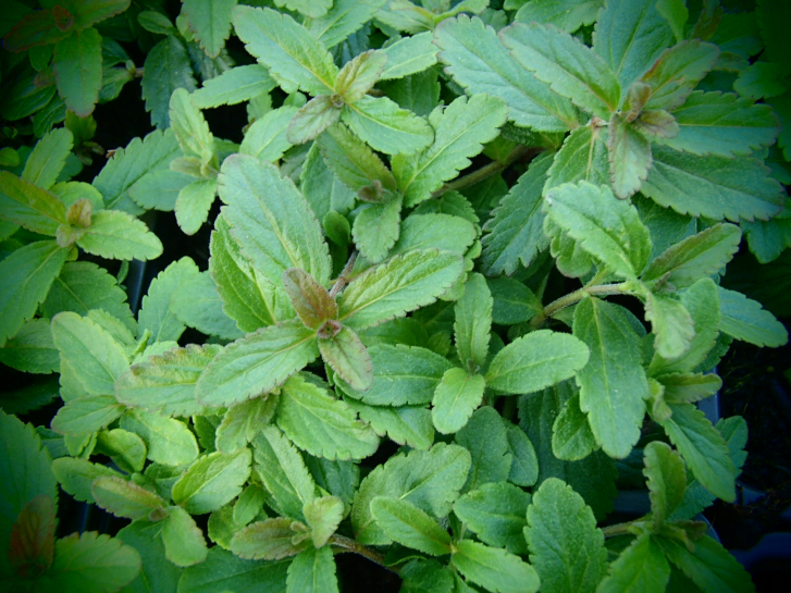 Preview: 26101 / Veronica austriaca 'Knallblau'