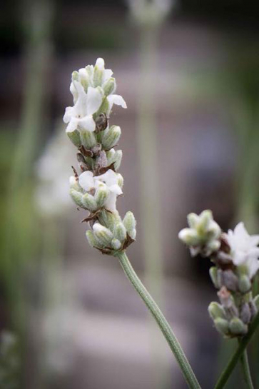 LA102 / Lavandula angustifolia 'Alba'