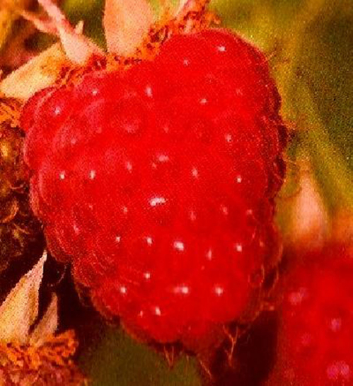 22250 / Rubus idaeus Lubera (R) Sanibelle