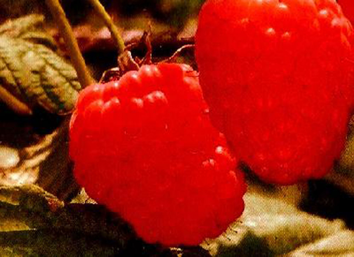 22254 / Rubus idaeus Valentina (R)