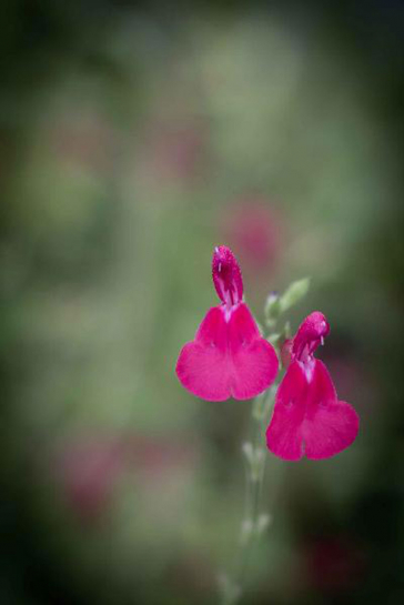 S050-2 / Salvia coccinea'Bicolor'