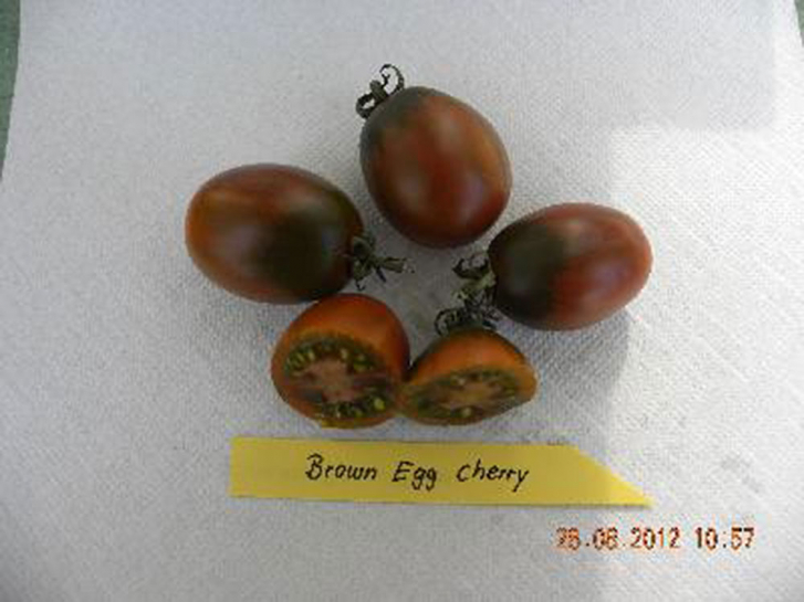 T026 / Brown Egg Cherry