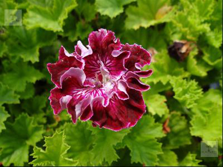 G258 / Pelargonie Marchioness of Bute