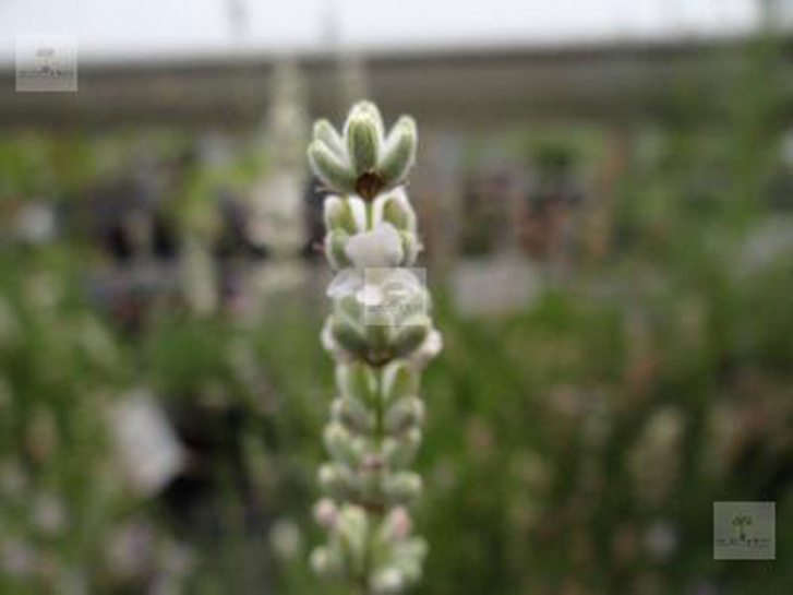 LA104 / Lavandula angustifolia 'Annelies'