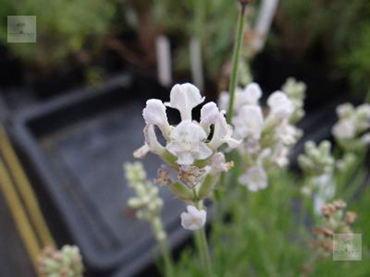 LA107 / Lavandula angustifolia 'Blue Mountain White'