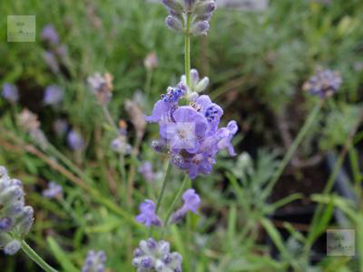 LA115 / Lavandula angustifolia 'Elagance Purple'