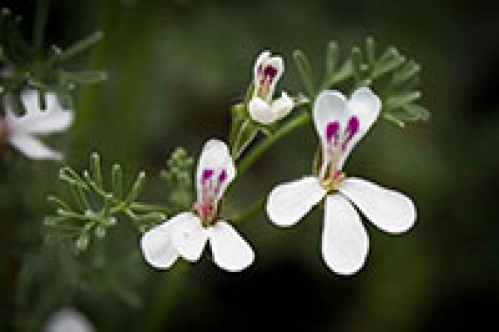 G200 / Pelargonium abrotanifolium