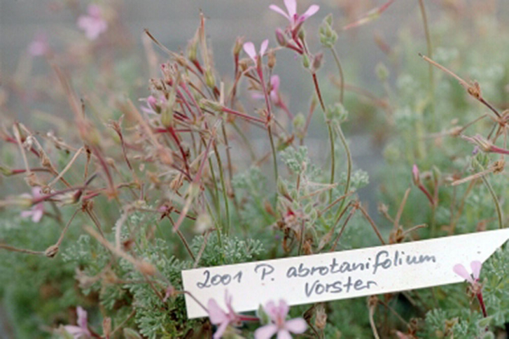 G200-1 / Pelargonium abrotanifolium 'Vorster'