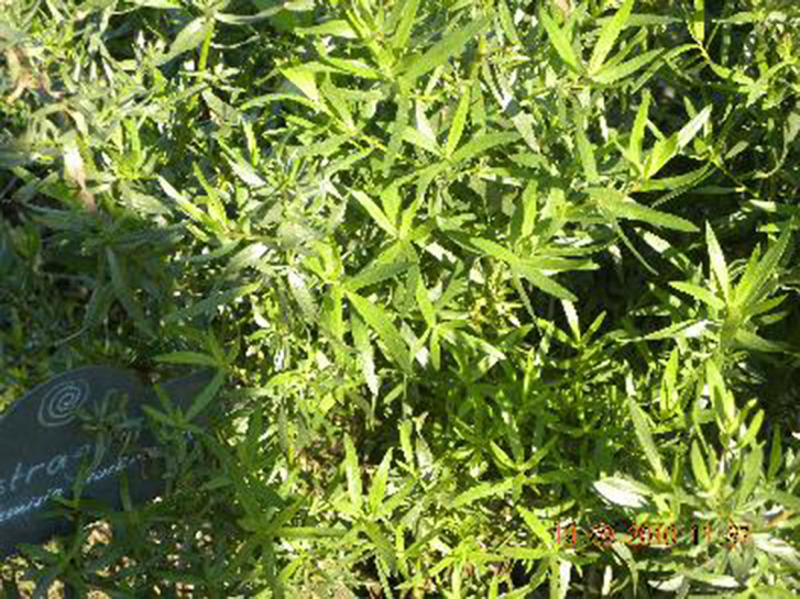 8510 / Artemisia dracunculus var. sativa