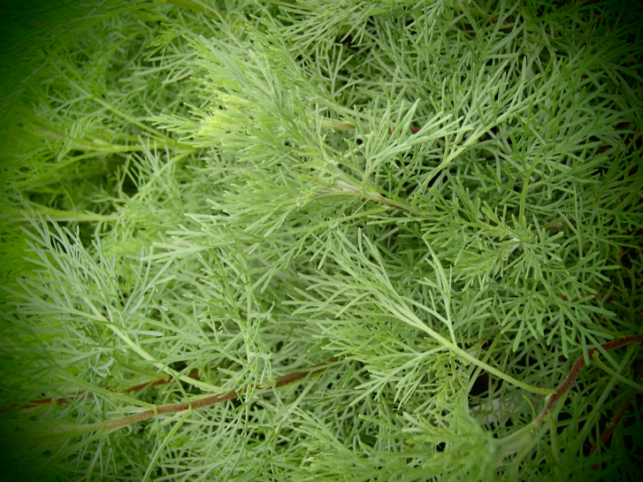 8402 / Artemisia abrotanum var. maritima