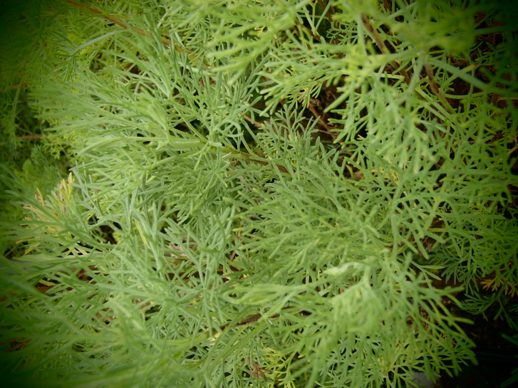 8403 / Artemisia abrotanum syn. procera
