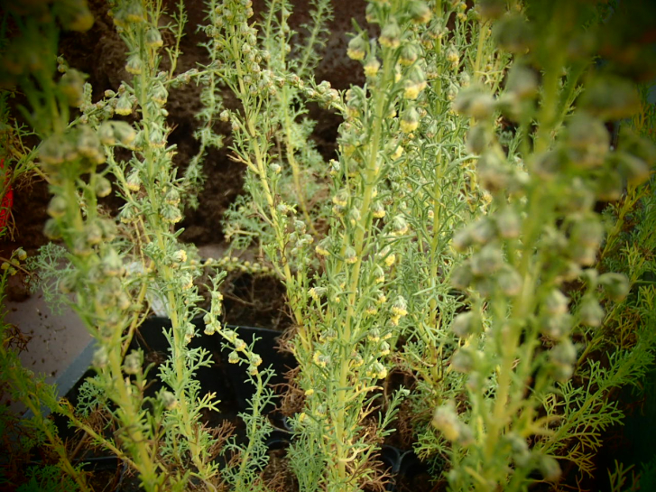 8404 / Artemisia abrotanum 'Zicksee'