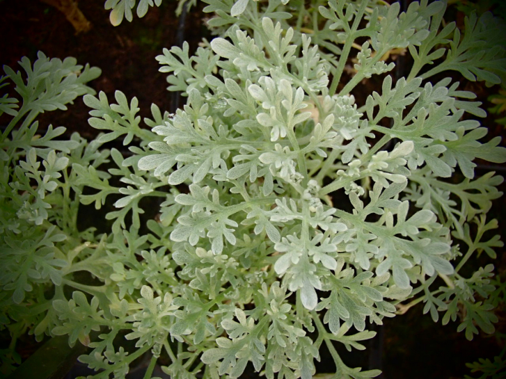 8413-1 / Artemisia arborescens 'Ethiopica'