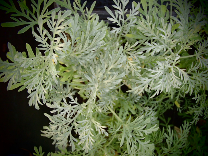 8413 / Artemisia arborescens