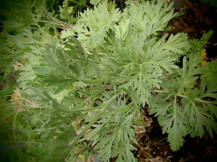 8430 / Artemisia absinthium