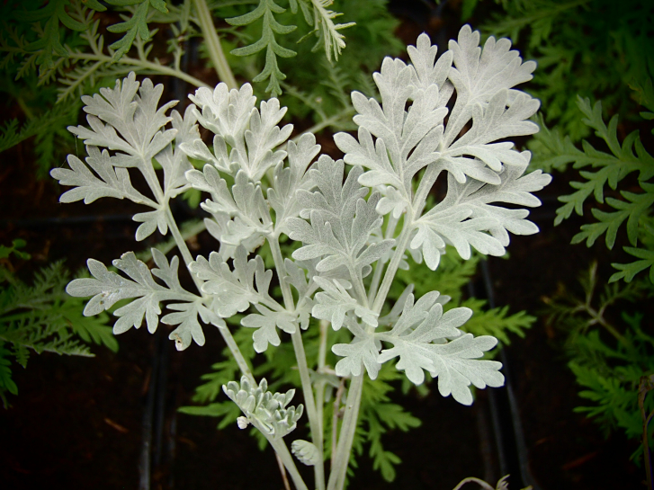 8431 / Artemisia absinthium 'Lambrook Silver'