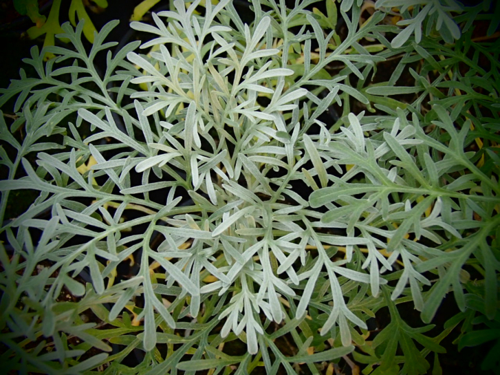8470 / Artemisia argentea syn.A.gorgonum
