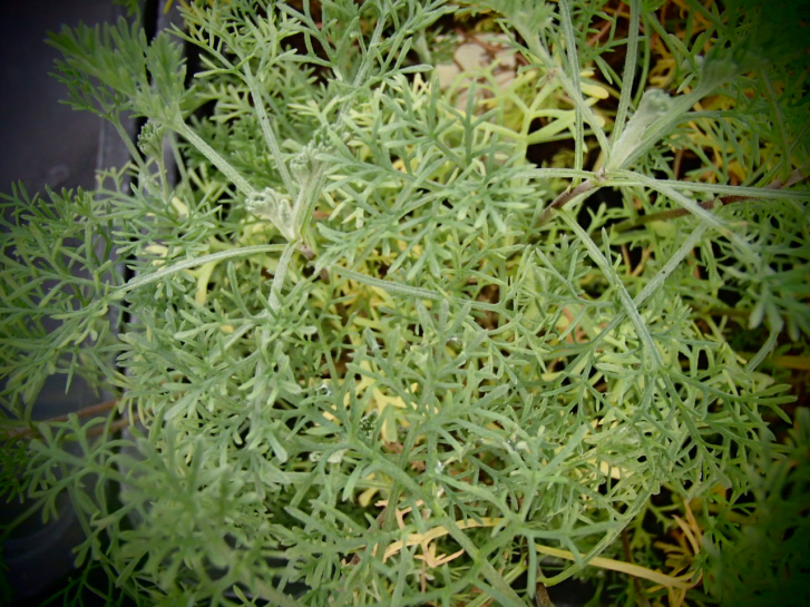 8480 / Artemisia camphorata syn. Artemisia alba