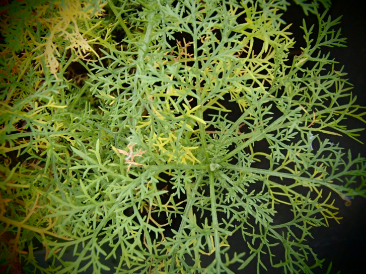 8491 / Artemisia chamaemelifolia